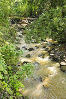 Tayland 'ın tropik yağmur ormanlarında şelale