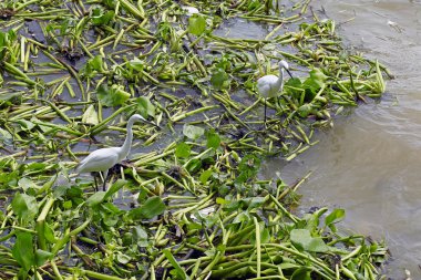 Kuş Tayland parkta canlı