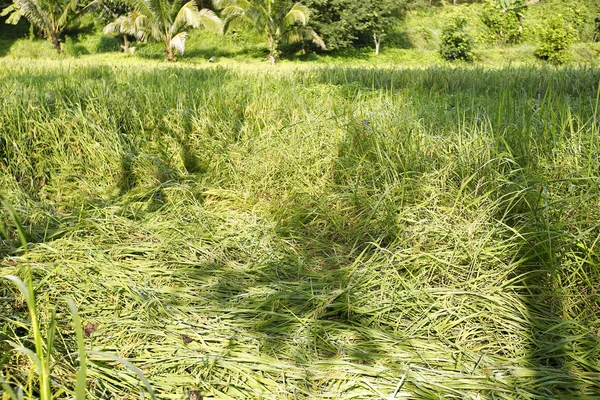 Planta de arroz no campo de arroz — Fotografia de Stock