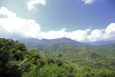 Yeşil yaz manzarası