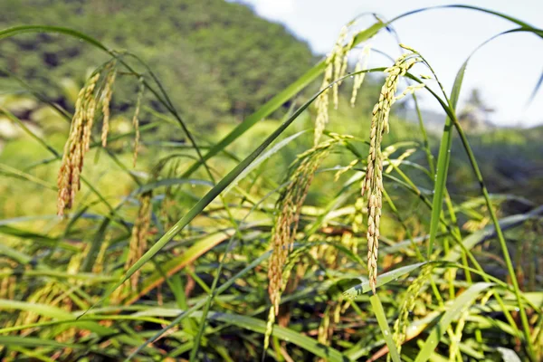 Рисовый завод на рисовом поле — стоковое фото