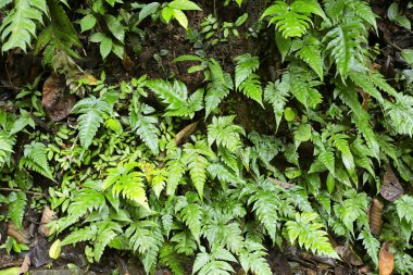 Su damlaları ile güzel yeşil yaprak