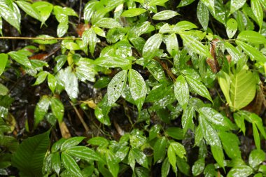 Su damlaları ile güzel yeşil yaprak