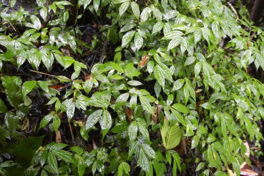 Su damlaları ile güzel yeşil yaprak