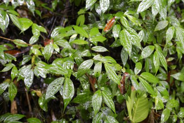 Su damlaları ile güzel yeşil yaprak