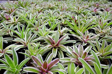 Aechmea fasciata, Bromeliad dokusu, Arkaplan