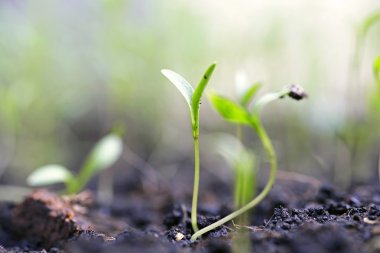 Bahçedeki toprak yığınında küçük bir bitki