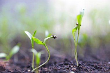 Bahçedeki toprak yığınında küçük bir bitki