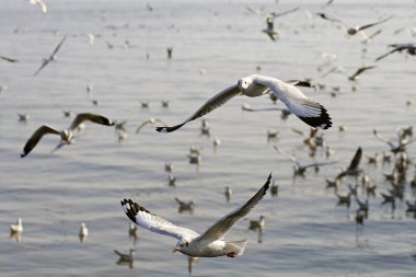 Bang Pu Seaside, Tayland Kasım ve Nisan sırasında göç martılar akın.