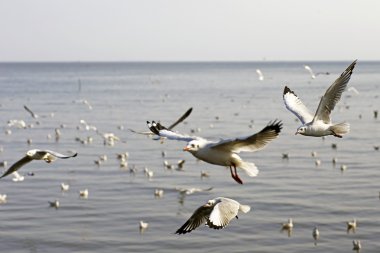 Bang Pu Seaside, Tayland Kasım ve Nisan sırasında göç martılar akın.