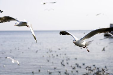 Bang Pu Seaside, Tayland Kasım ve Nisan sırasında göç martılar akın.