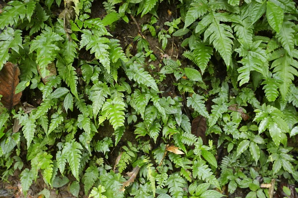 Belle feuille verte avec des gouttes d'eau — Photo