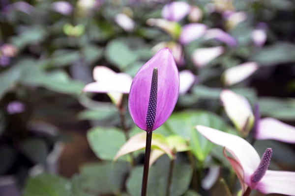 Piękny kwiat spadix w ogrodzie, selektywne skupienie — Zdjęcie stockowe