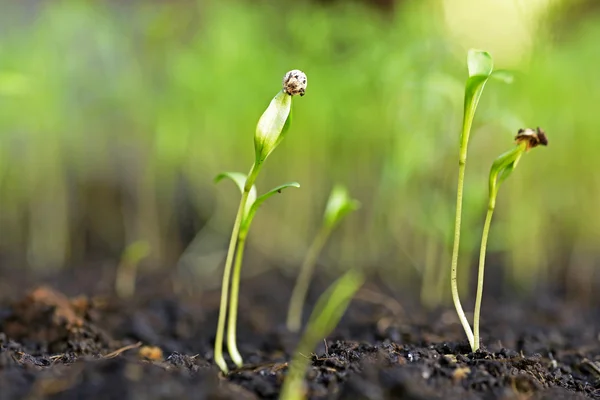 Pequeña planta en la pila de tierra en el jardín —  Fotos de Stock