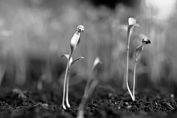 Маленькое растение на груде почвы в саду — стоковое фото