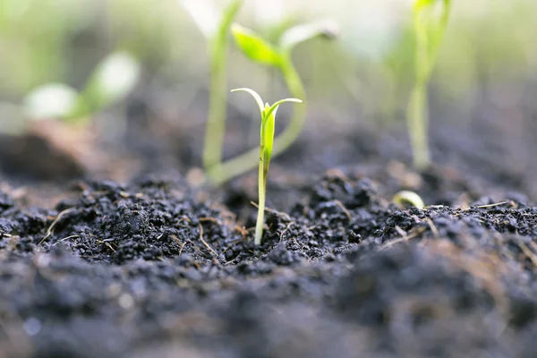 Pequeña planta en la pila de tierra en el jardín — Foto de Stock
