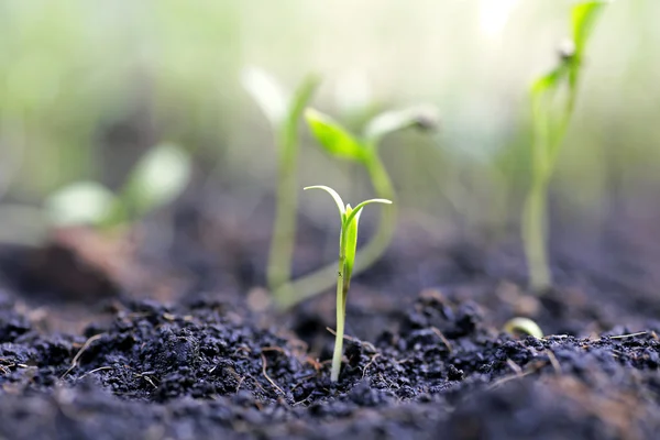 Pequeña planta en la pila de tierra en el jardín —  Fotos de Stock