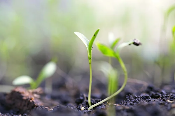 텃밭에 쌓여 있는 흙 위의 작은 식물 — 스톡 사진