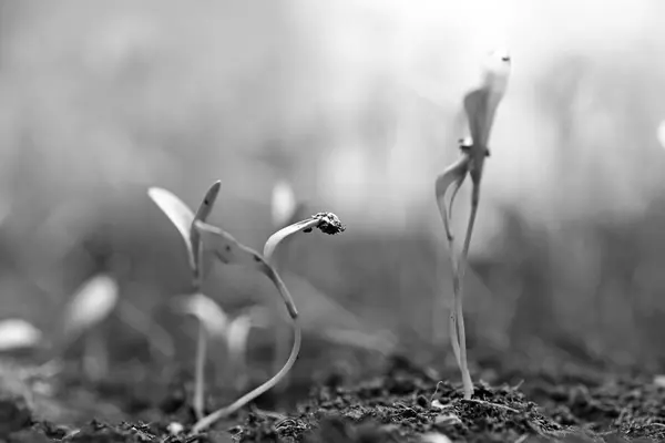 Pequeña planta en la pila de tierra en el jardín — Foto de Stock