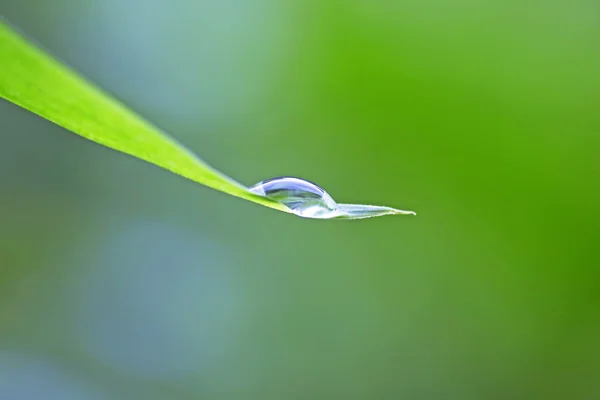 Bela folha verde com gotas de água — Fotografia de Stock