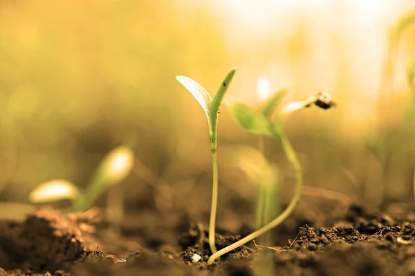 Plantas que crecen del suelo —  Fotos de Stock