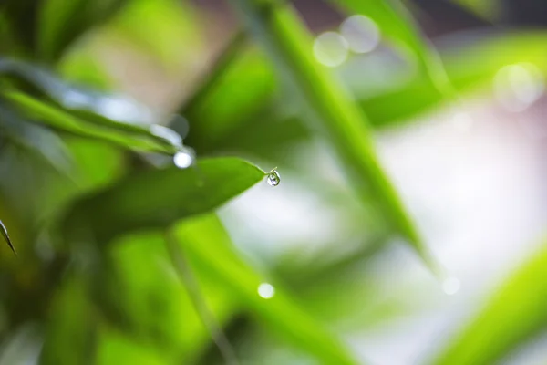 Капли росы воды на зеленой траве — стоковое фото