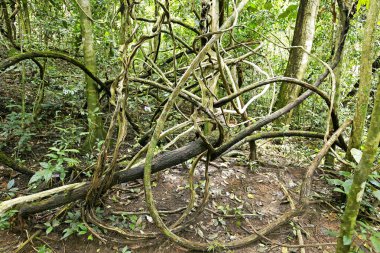 Banyan Tree Tayland atış