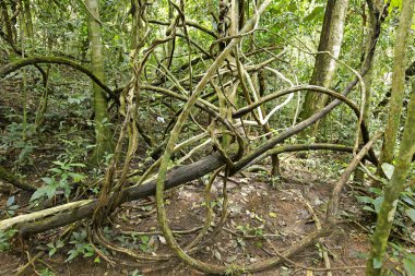 Banyan Tree Tayland atış