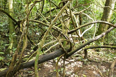 Banyan Tree Tayland atış