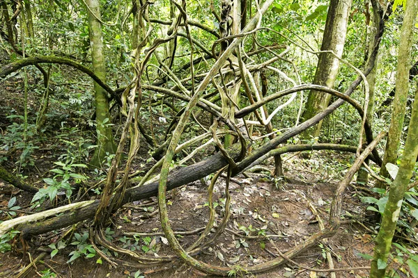 Tiro de uma árvore de Banyan na Tailândia — Fotografia de Stock