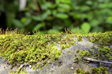 Orman arka planında yeşil yosun