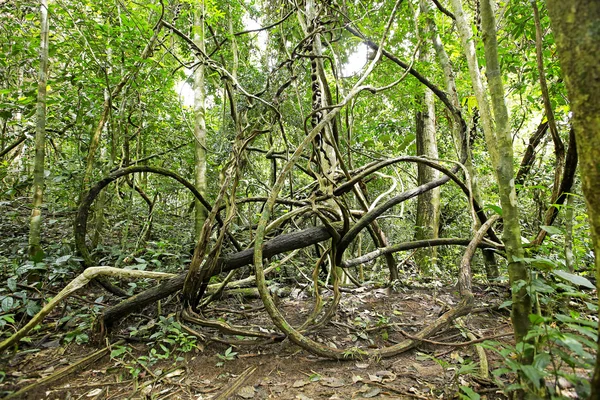 Tiro de uma árvore de Banyan na Tailândia — Fotografia de Stock