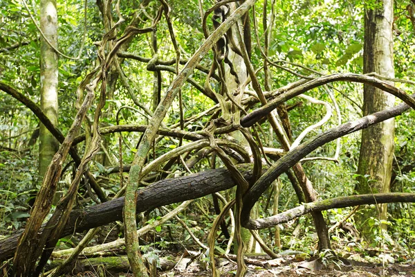 Tiro de uma árvore de Banyan na Tailândia — Fotografia de Stock