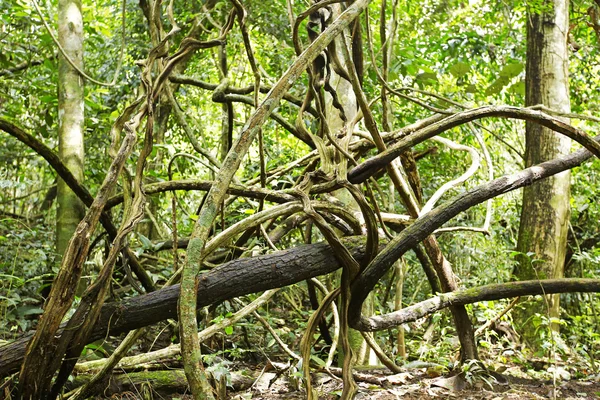 Пострілом, Banyan дерева в Таїланді — стокове фото