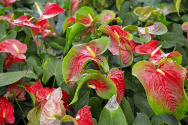 Bahçedeki güzel spadix çiçeği, seçici odak