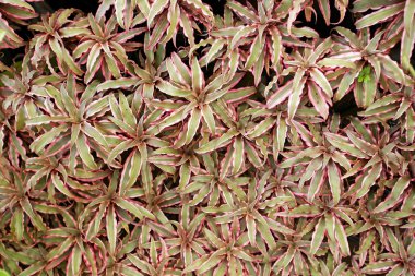 Aechmea fasciata, Bromeliad dokusu, Arkaplan