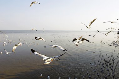 Bang Pu Seaside, Tayland Kasım ve Nisan sırasında göç martılar akın.