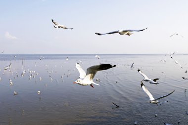 Bang Pu Seaside, Tayland Kasım ve Nisan sırasında göç martılar akın.