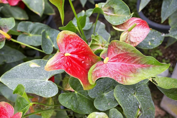 Bahçedeki güzel spadix çiçeği, seçici odak — Stok fotoğraf