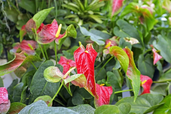 Bahçedeki güzel spadix çiçeği, seçici odak — Stok fotoğraf