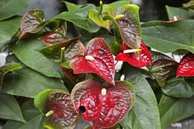 Bahçedeki güzel spadix çiçeği, seçici odak