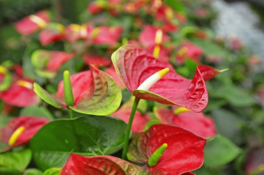 Bahçedeki güzel spadix çiçeği, seçici odak