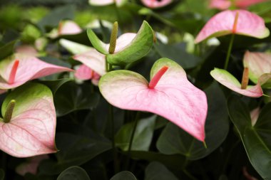 Bahçedeki güzel spadix çiçeği, seçici odak