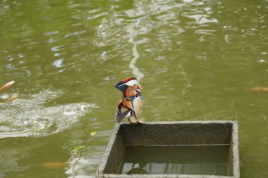 Sudaki güzel yaban ördeği