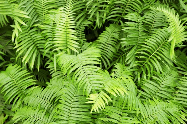 Hoja de helecho joven. naturaleza fondo —  Fotos de Stock