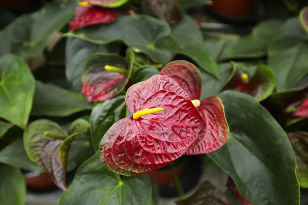 Bahçedeki güzel spadix çiçeği, seçici odak