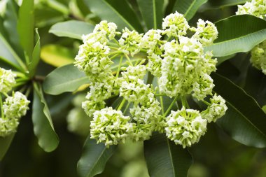 Tahta Ağaç, Şeytan Ağacı, Alstonya Bursu (Linn.) R Br., Çiçekler, bitkiler, Tayland 'ın tıbbi özellikleri vardır.