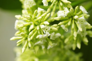 Tahta Ağaç, Şeytan Ağacı, Alstonya Bursu (Linn.) R Br., Çiçekler, bitkiler, Tayland 'ın tıbbi özellikleri vardır.