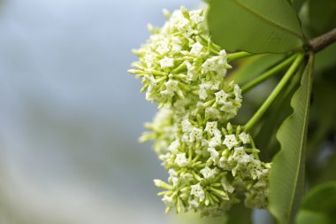 Tahta Ağaç, Şeytan Ağacı, Alstonya Bursu (Linn.) R Br., Çiçekler, bitkiler, Tayland 'ın tıbbi özellikleri vardır.