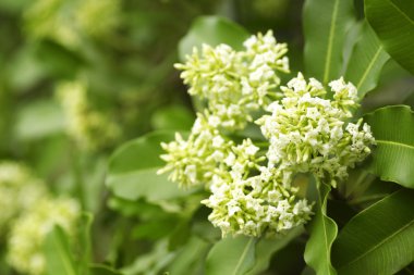 Tahta Ağaç, Şeytan Ağacı, Alstonya Bursu (Linn.) R Br., Çiçekler, bitkiler, Tayland 'ın tıbbi özellikleri vardır.